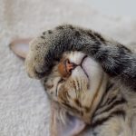 猫が喋るyoutubeの動画5つ