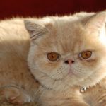 pixivオリジナル10000users入り漫画『おじさまと猫』の感想